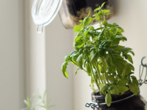 DIY Kräutergarten, Schritt für Schritt Anleitung, Indoor Kräutergarten selbstgemacht, Kräuter in Gläser pflanzen, Basilikum im DIY Kräutergarten von Amiga, do it yourself, Indoor Mason Jar Herb Garden, Hängender Kräutergarten für Drinnen, Indoor Kräutergarten für die Wintermonate, Kräuter überwintern, Kräutergarten Idee, Küche, Kräuter im Glas, herb garden ideas, www.amigaprincess.com #kräutergarten