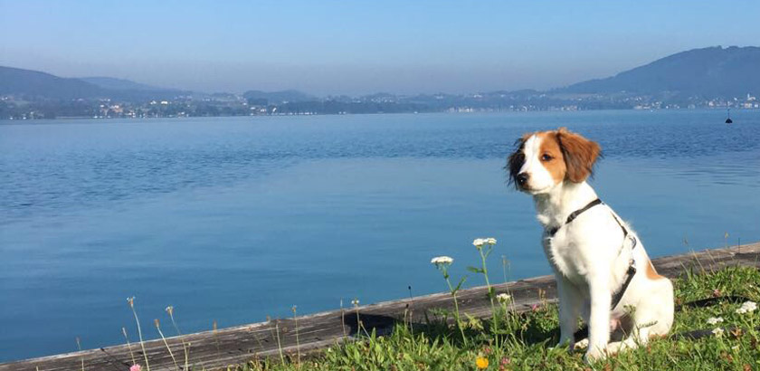 takeover knut #attersee #urlaub #salzkammergut