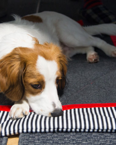 Takeover Knut: My home is my castle #kooiker #kooikerhondje #puppy #mylumpi #dog