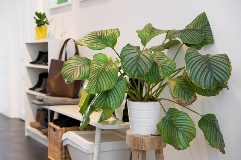 Entrance Makeover: Greenery* 13