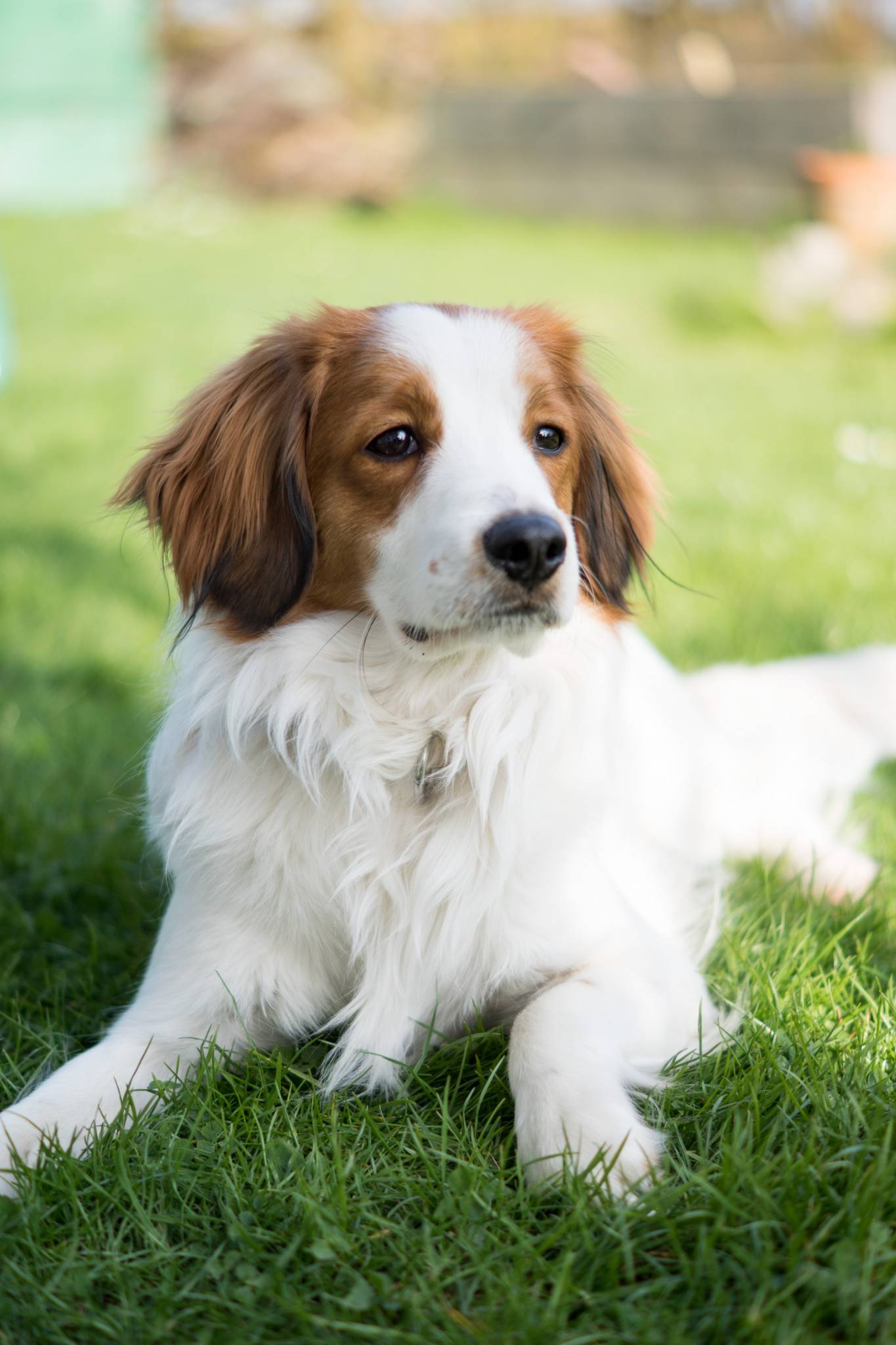 Takeover Knut: Happy Birthday to me!, Kooikerhondje, Knut, Kolumne, amigaprincess, Blogger