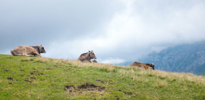 SalzburgMilch setzt auf Qualität und Tiergesundheit, Tiergesundheit Initiative, Blogger Brunch Imlauer Skybar Salzburg, Reine Lungau, Milchprodukte aus Österreich, www.amigaprincess.com
