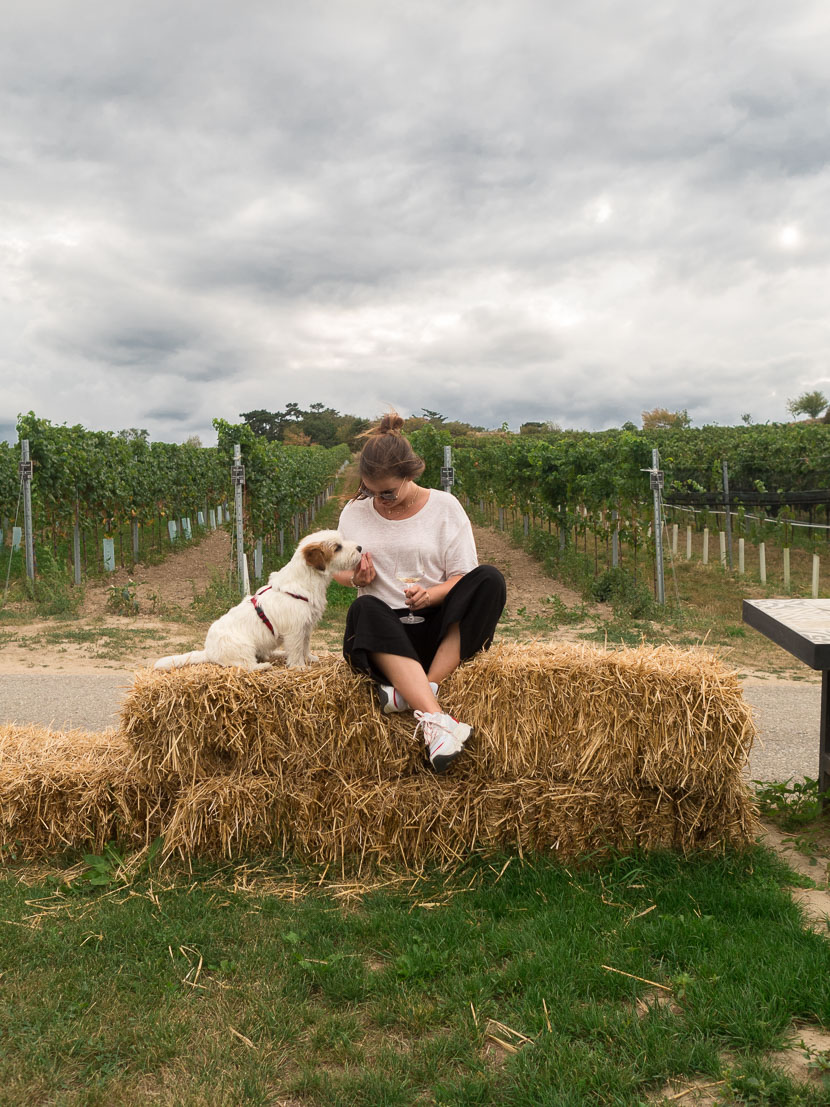 Ein Blick hinter die Kulissen: Weingut Leo Hillinger #hoferweinreise* 16