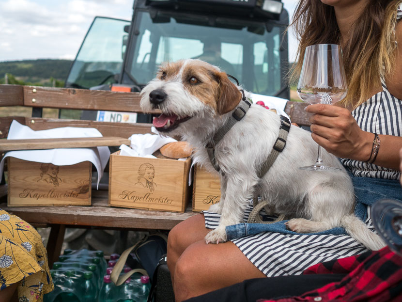 Ein Blick hinter die Kulissen: Weingut Leo Hillinger #hoferweinreise* 10