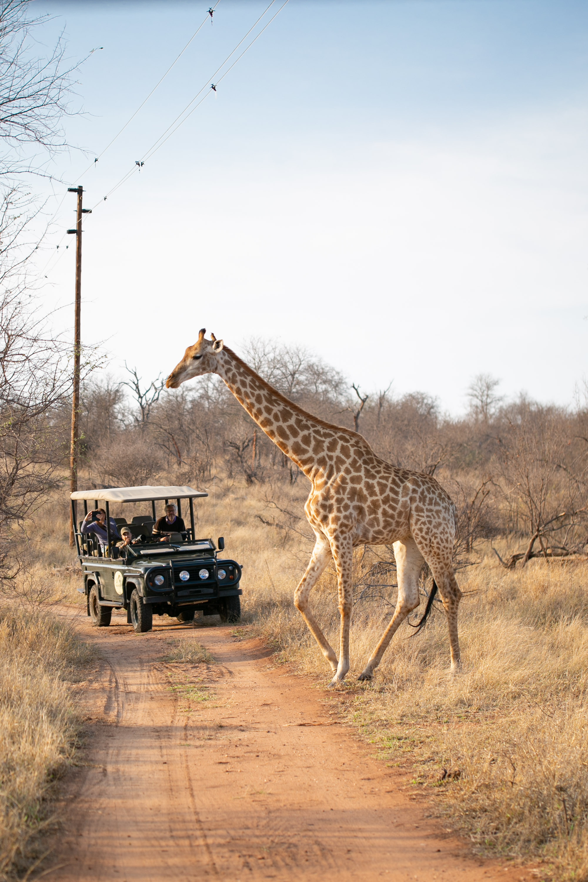 Wissenswertes für eine Südafrika Safari im Krüger Nationalpark 51