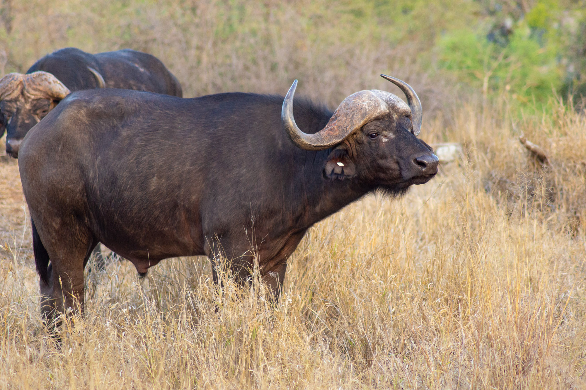 Wissenswertes für eine Südafrika Safari im Krüger Nationalpark 46